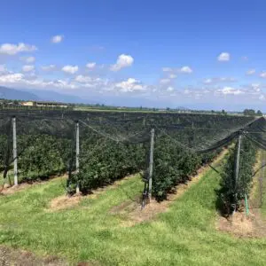 Anti-hagel- en anti-vogelnetten op fruitbomen