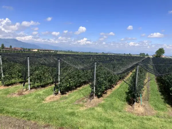 Filets anti-grêle et anti-oiseaux sur arbres fruitiers