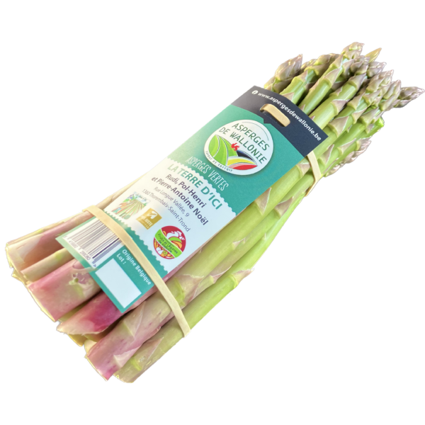Asparagus bundle wrapped with natural rubber band