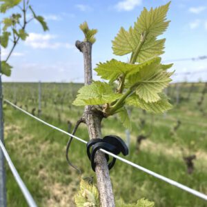 UV resistant anchor bands tying vines in vineyards