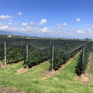 Filets anti-grêle et anti-oiseaux sur arbres fruitiers