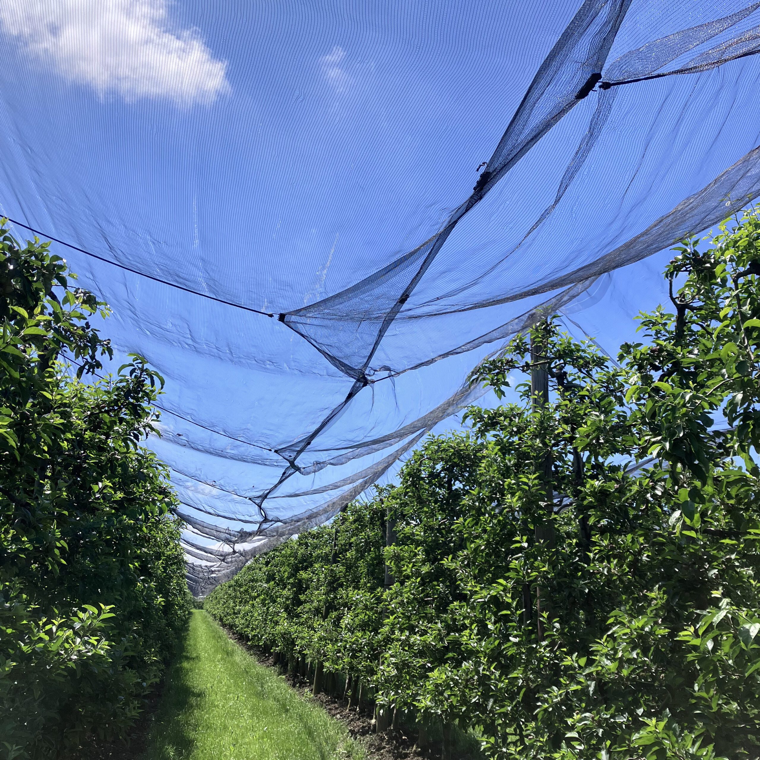 Shock Cords assemblies holding protective Nets